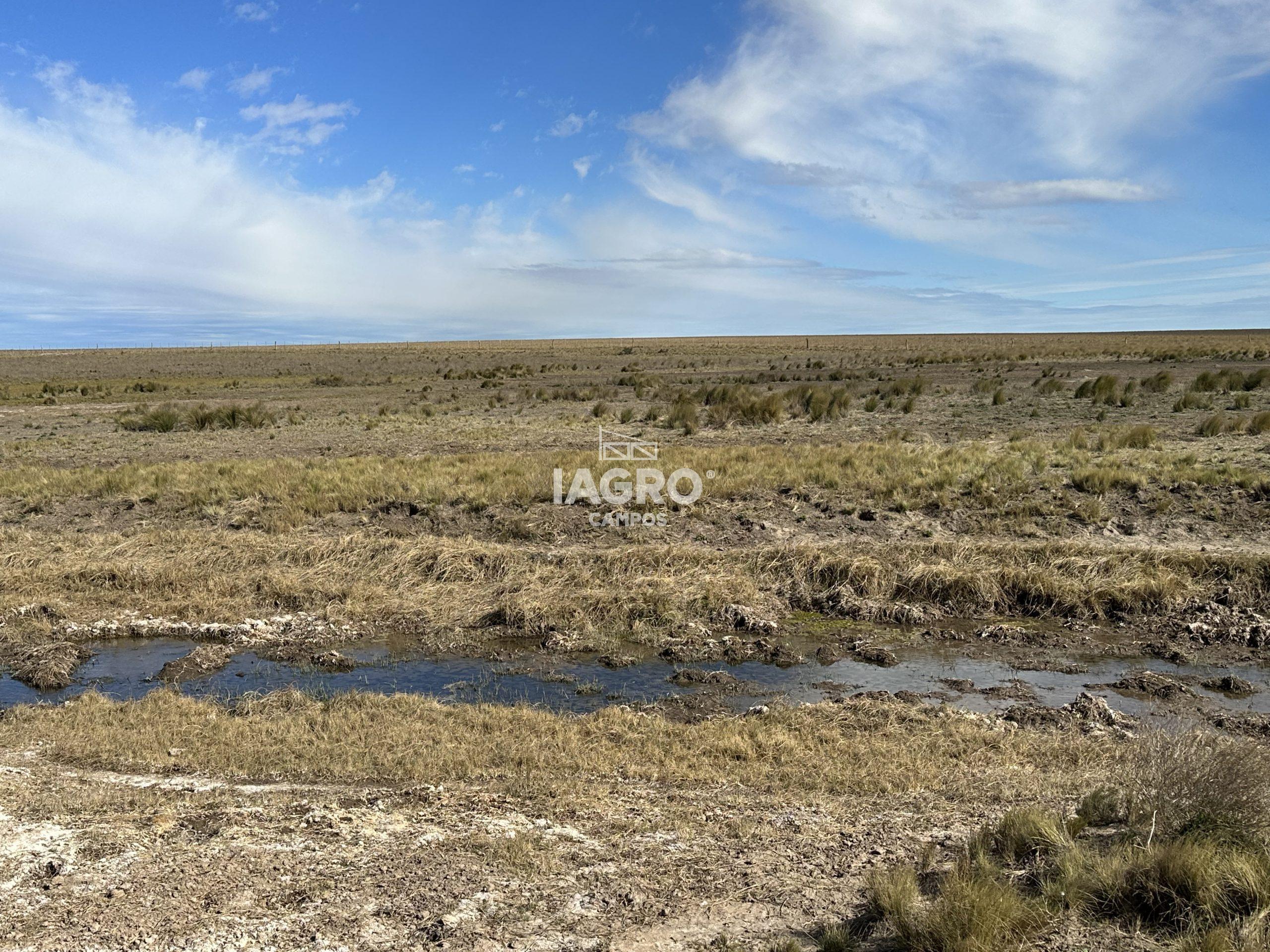 CAMPO EN VENTA DE 373 HECTAREAS EN PUAN (108)