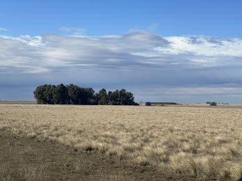 CAMPO EN VEMTA DE 373 HECTAREAS EN PUAN