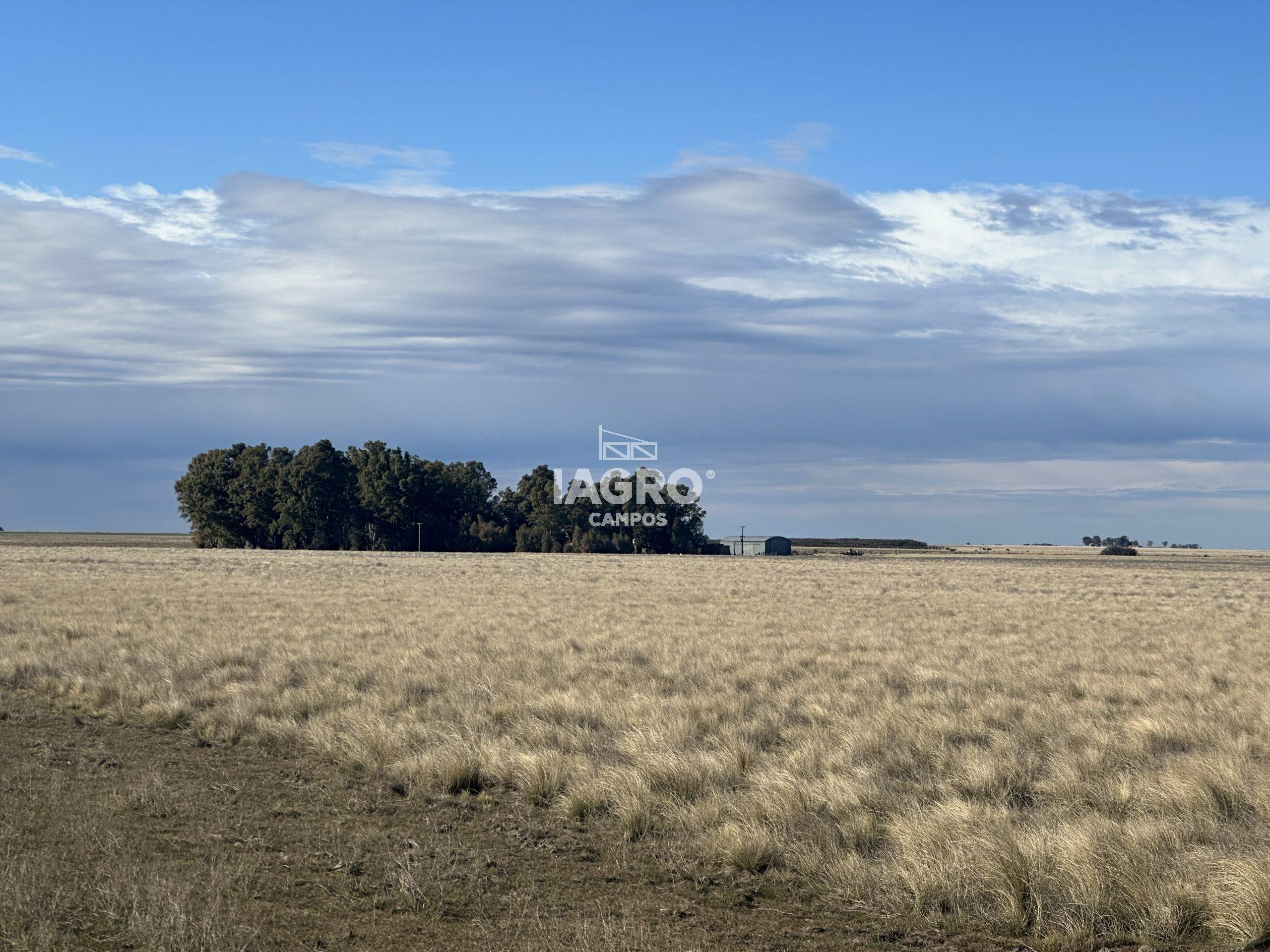 CAMPO EN VENTA DE 373 HECTAREAS EN PUAN (20)