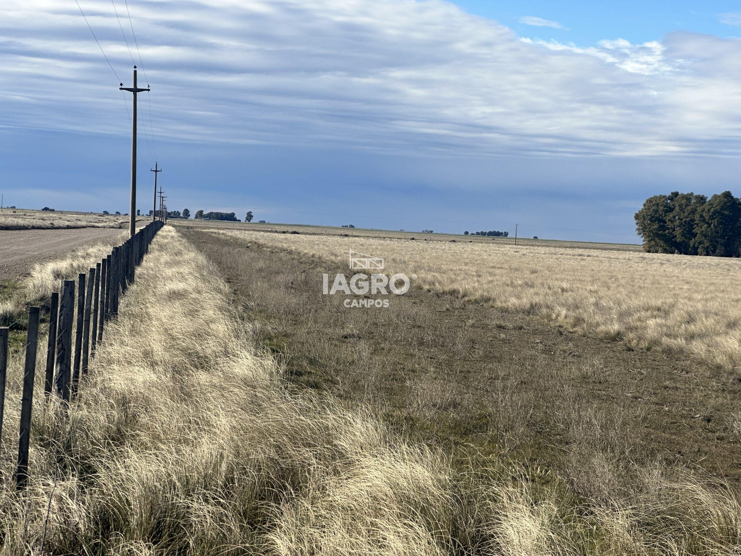 CAMPO EN VENTA DE 373 HECTAREAS EN PUAN (21)