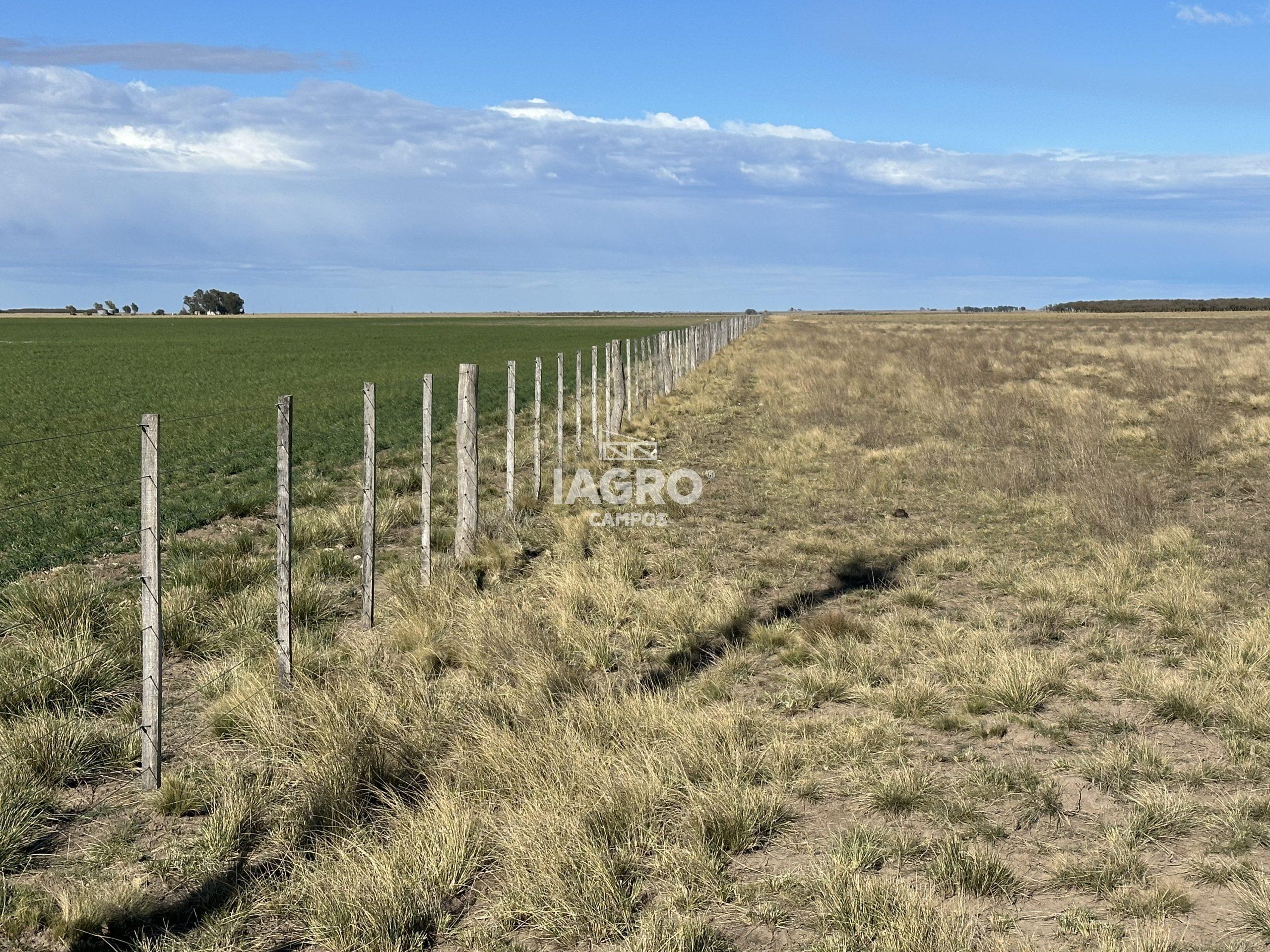 CAMPO EN VENTA DE 373 HECTAREAS EN PUAN (3)