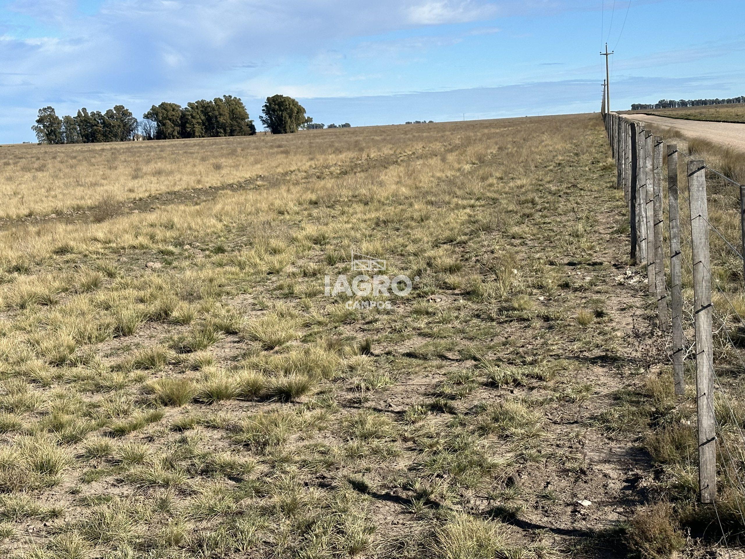 CAMPO EN VENTA DE 373 HECTAREAS EN PUAN (6)