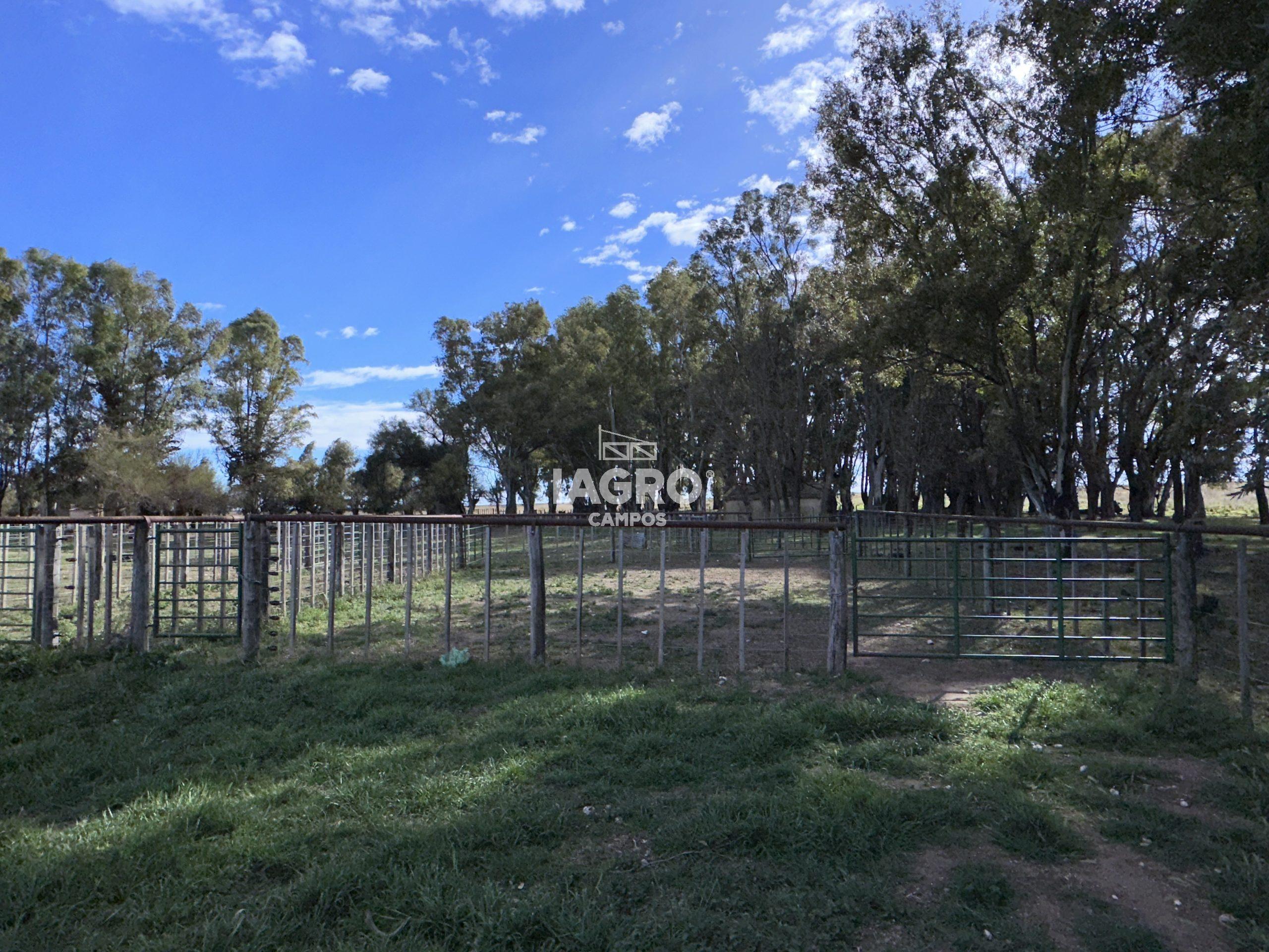 CAMPO EN VENTA DE 373 HECTAREAS EN PUAN (70)