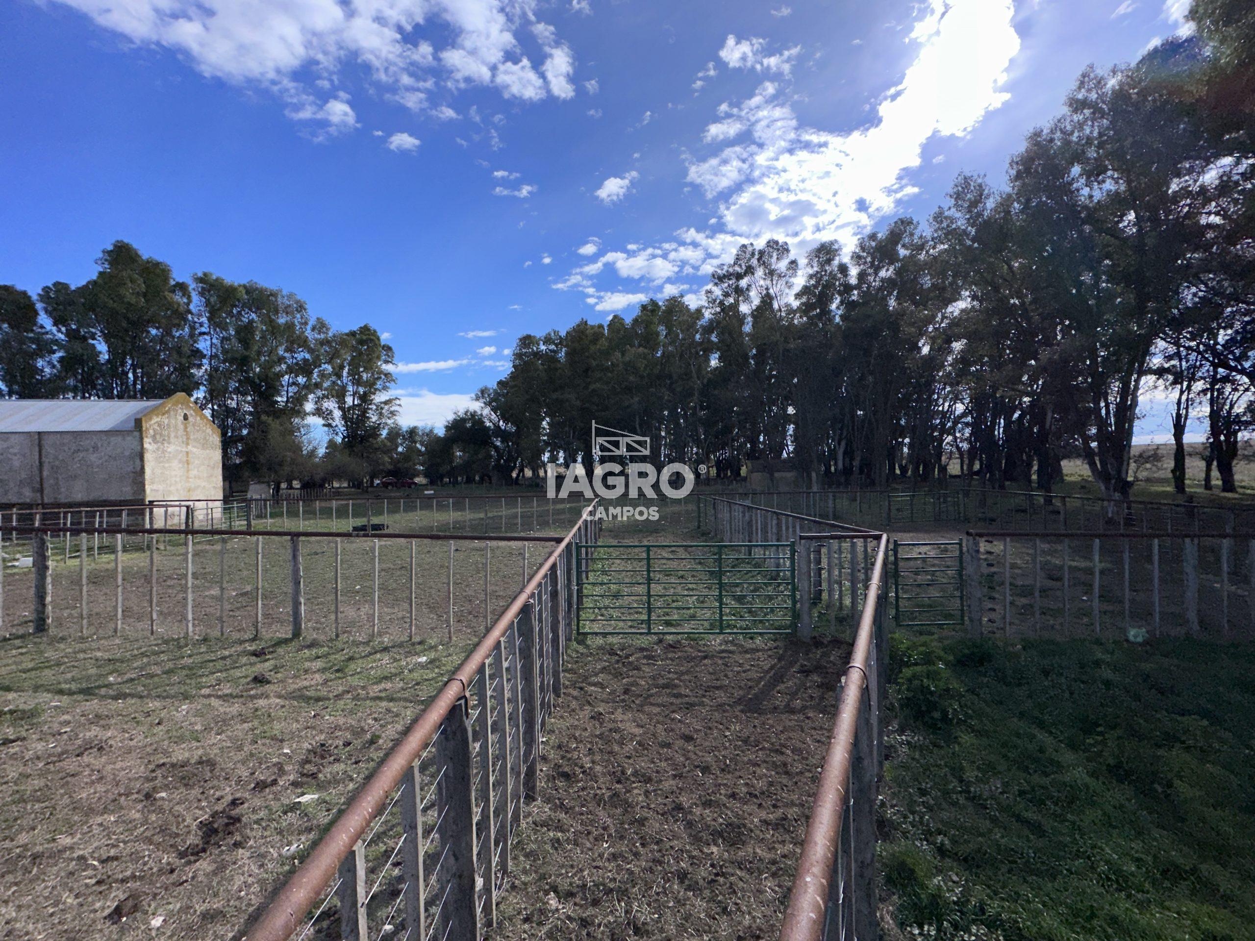 CAMPO EN VENTA DE 373 HECTAREAS EN PUAN (71)