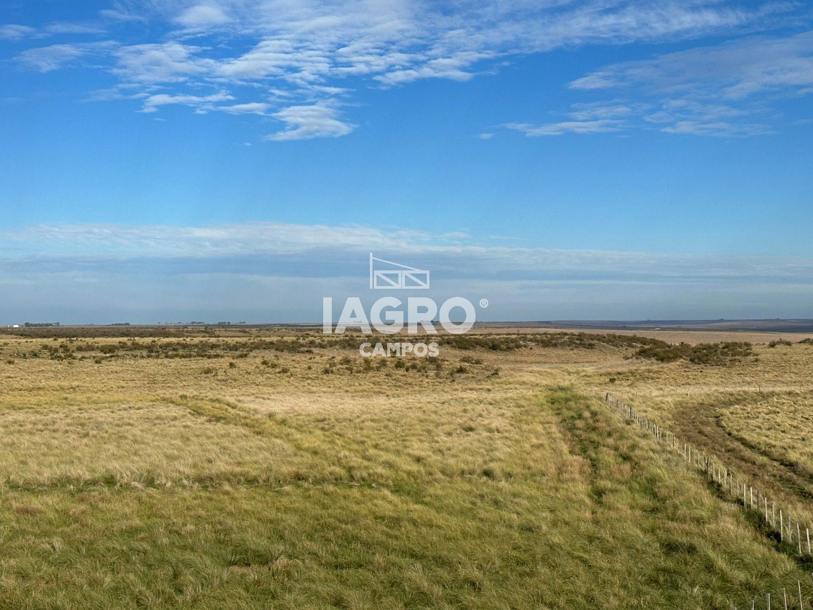 Campo de 1000 Hectáreas en venta, en Tornquist 1 (1)