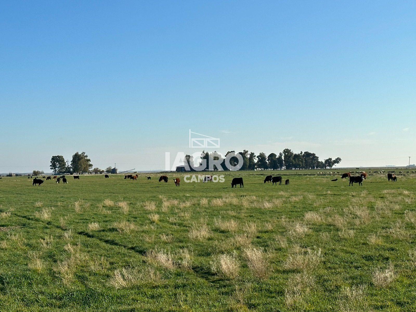 Campo de 1000 Hectáreas en venta, en Tornquist 1 (2)