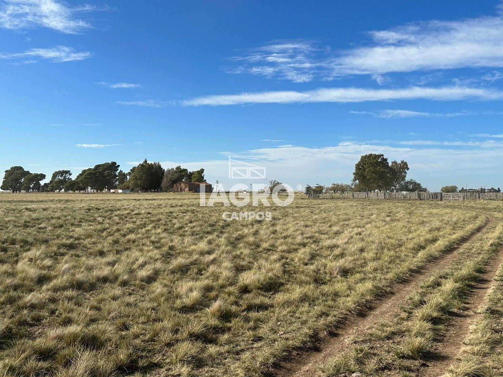 Campo de 1000 Hectáreas en venta, en Tornquist 1 (4)