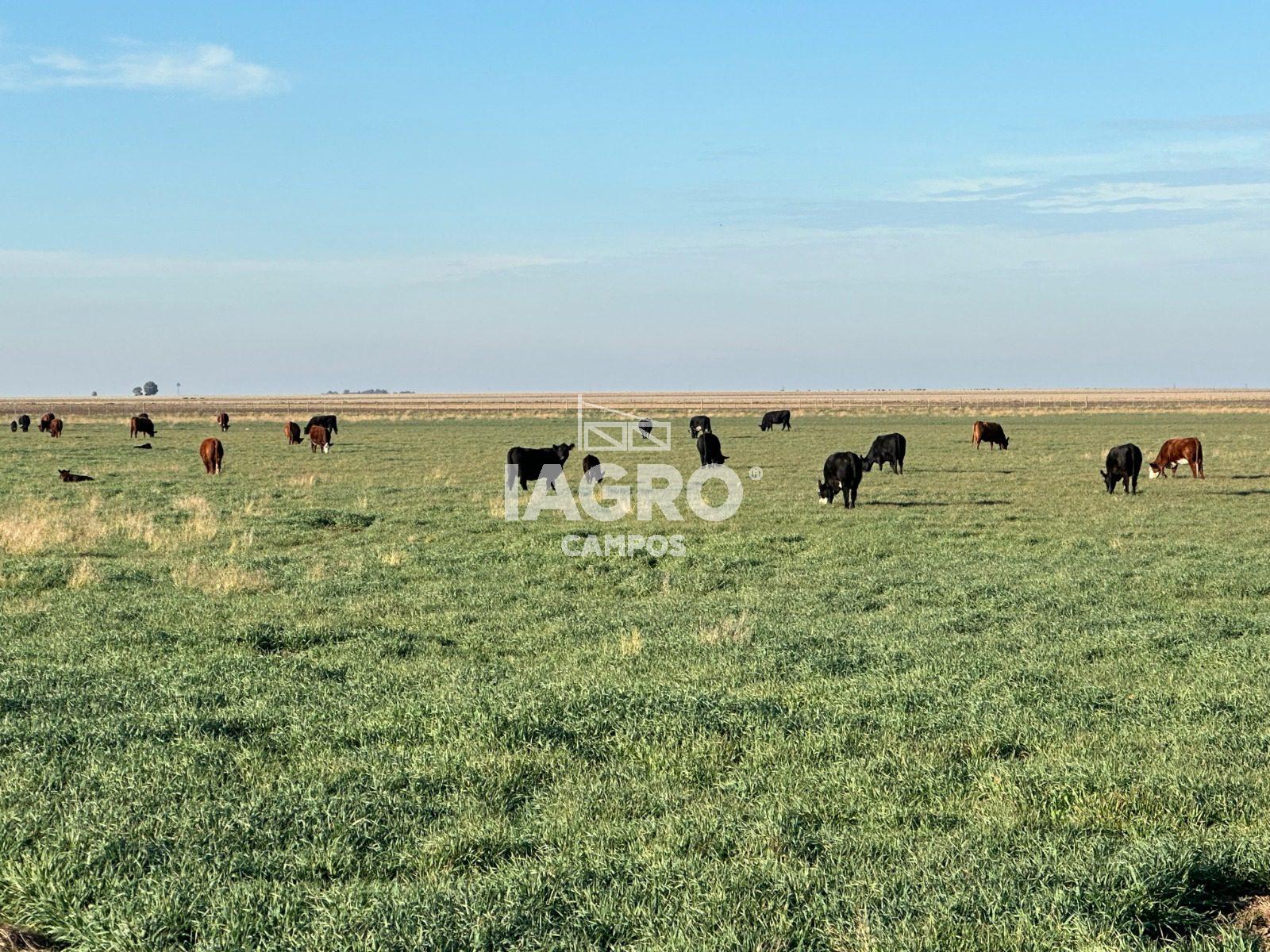 Campo de 1000 Hectáreas en venta, en Tornquist 1 (5)