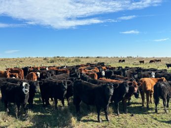 Campo de 1000 Hectáreas en venta, en Tornquist