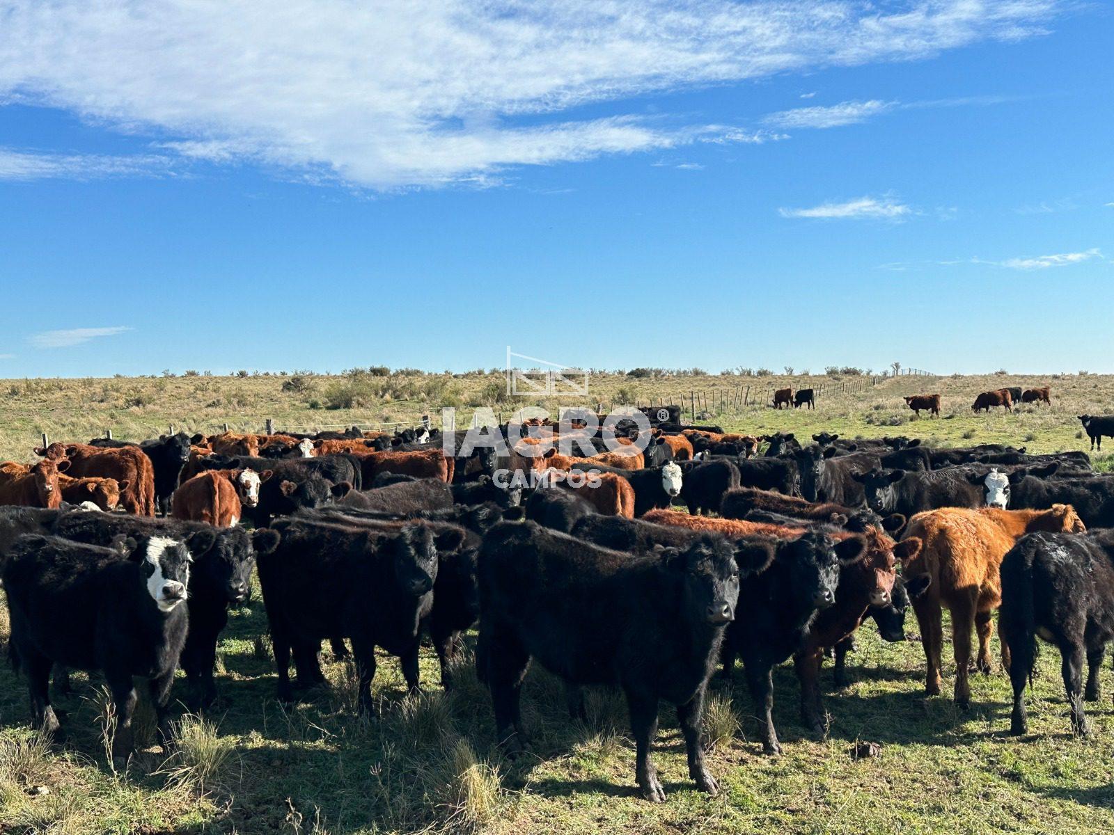 Campo de 1000 Hectáreas en venta, en Tornquist 1 (6)