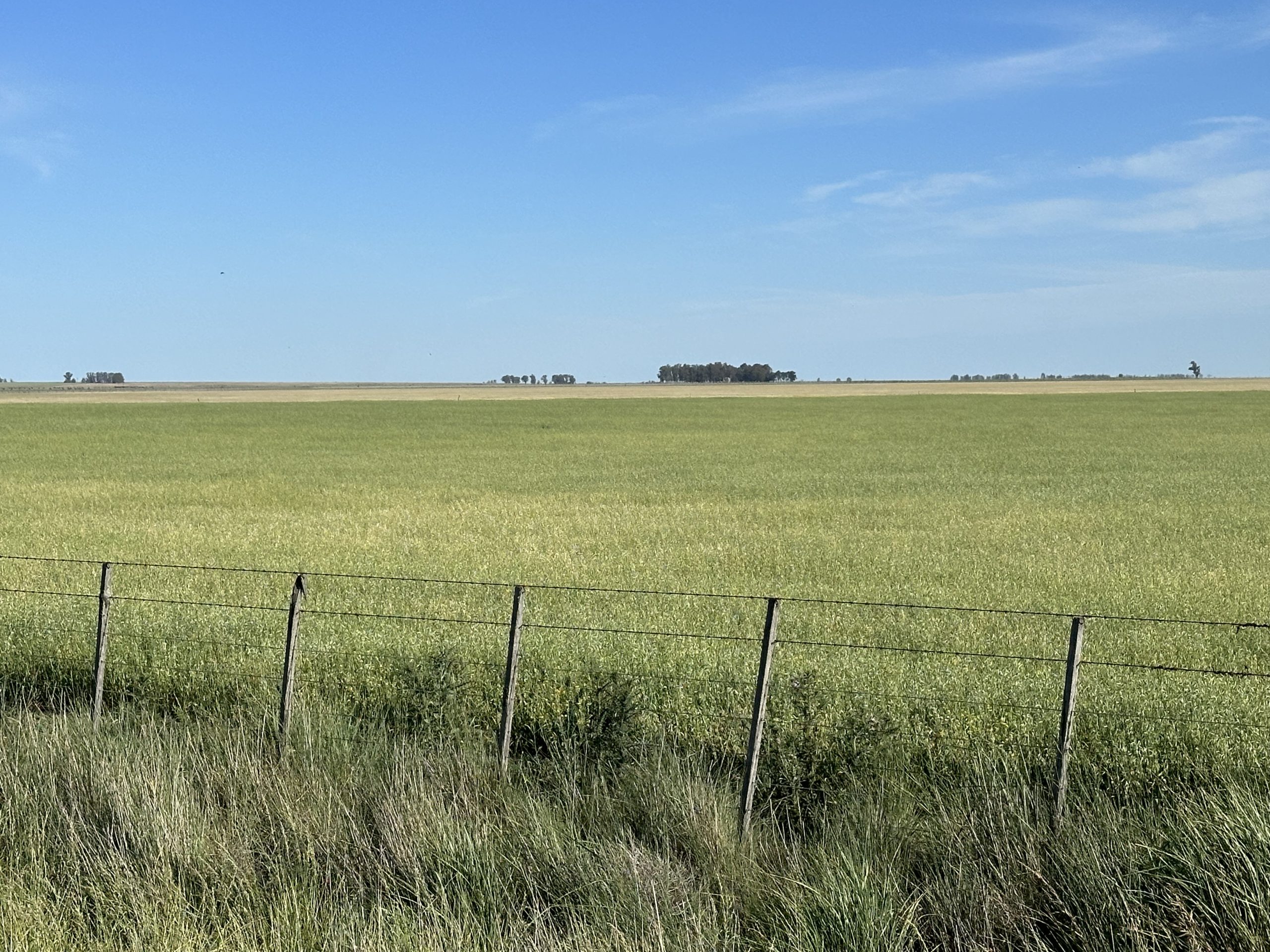 322 hectáreas en Tres Arroyos, campo mixto (1)