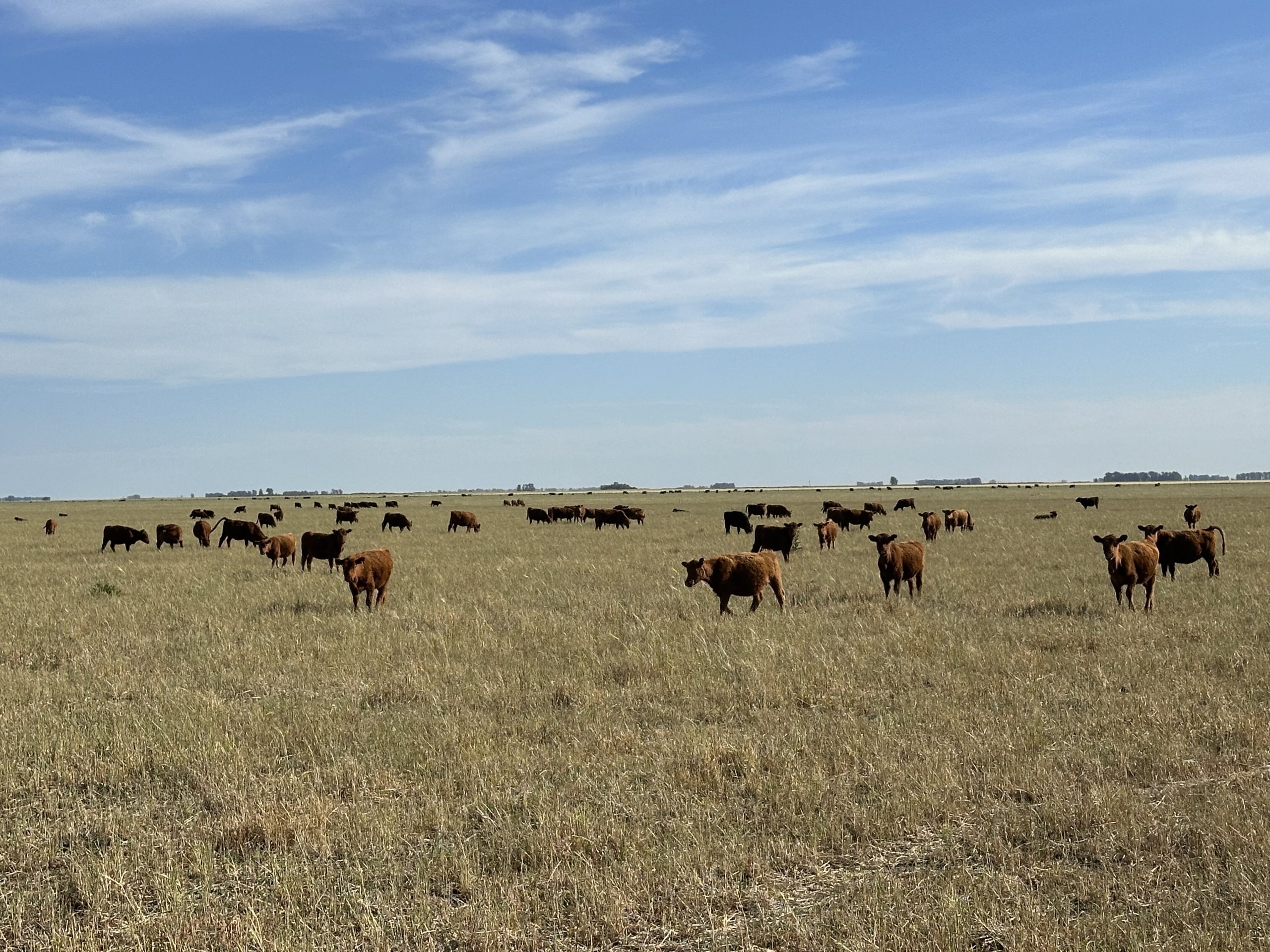 322 hectáreas en Tres Arroyos, campo mixto (34)