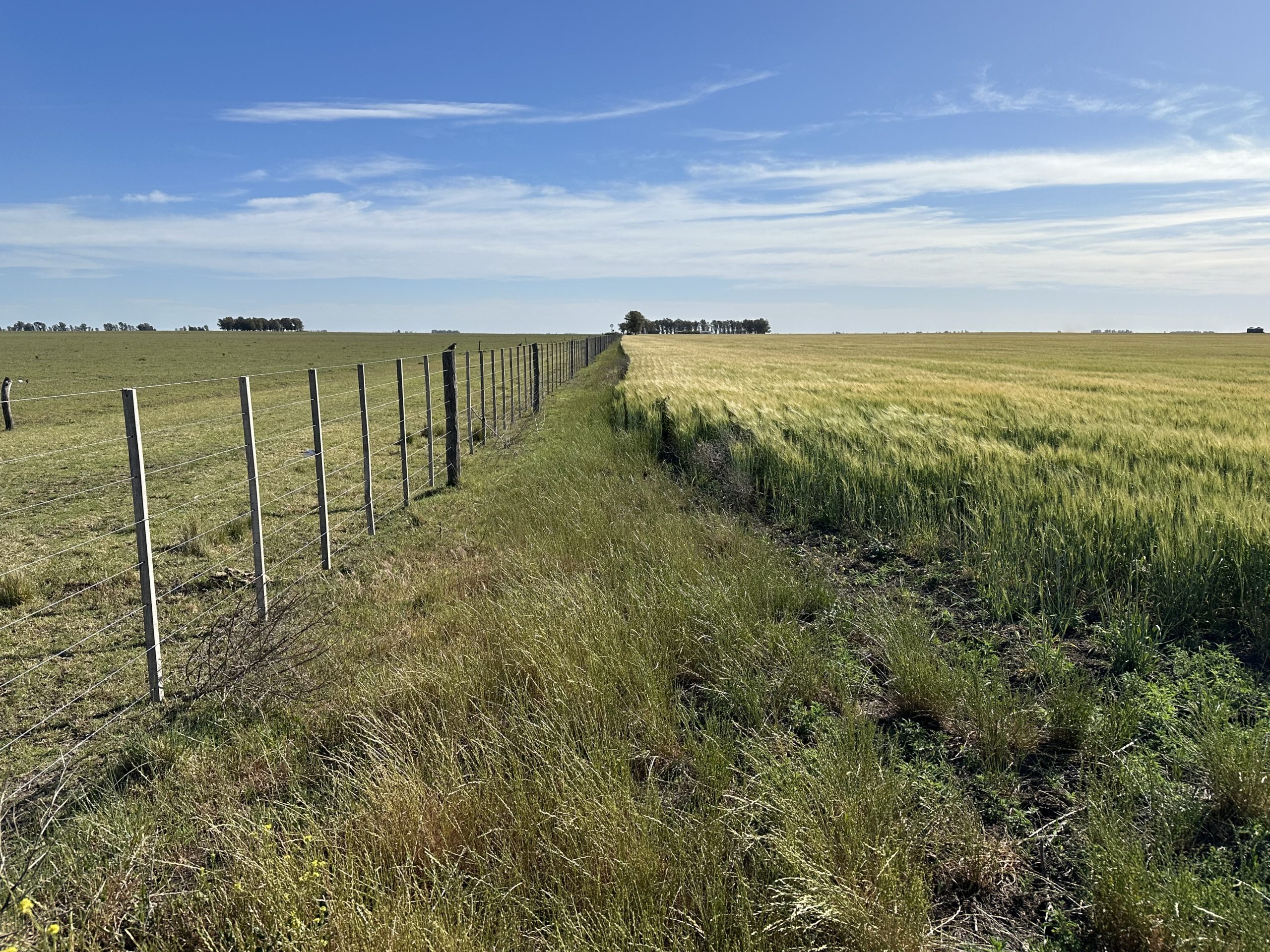 322 hectáreas en Tres Arroyos, campo mixto (4)