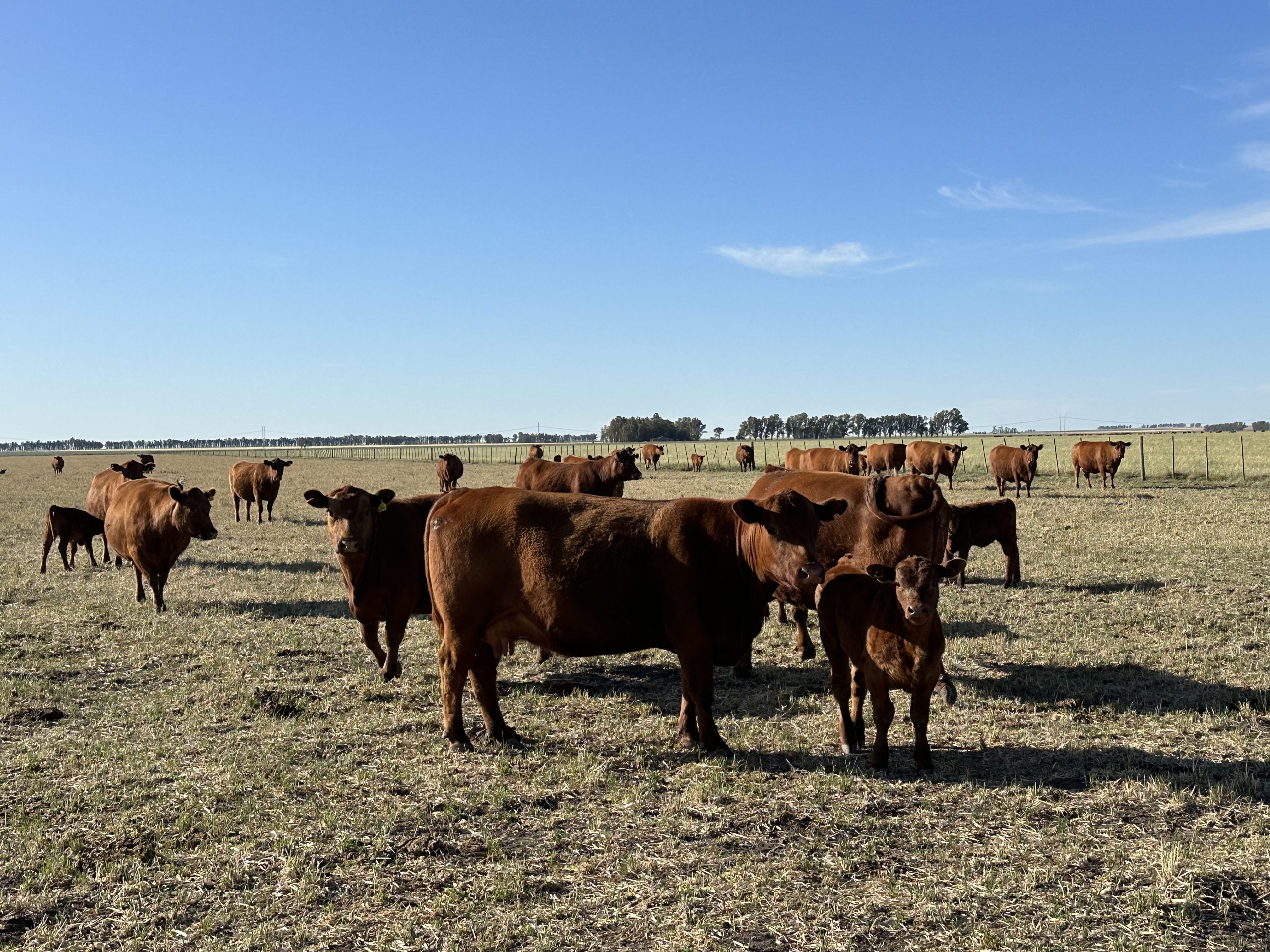 322 hectáreas en Tres Arroyos, campo mixto (52)