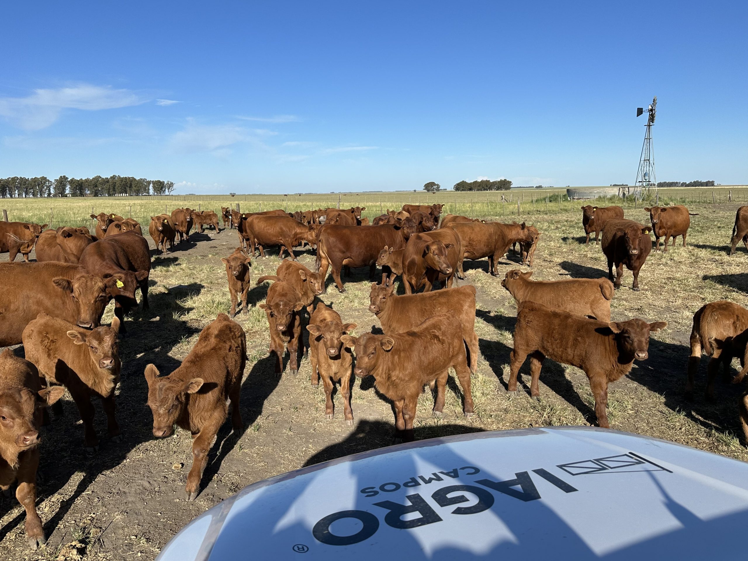 322 hectáreas en Tres Arroyos, campo mixto (55)