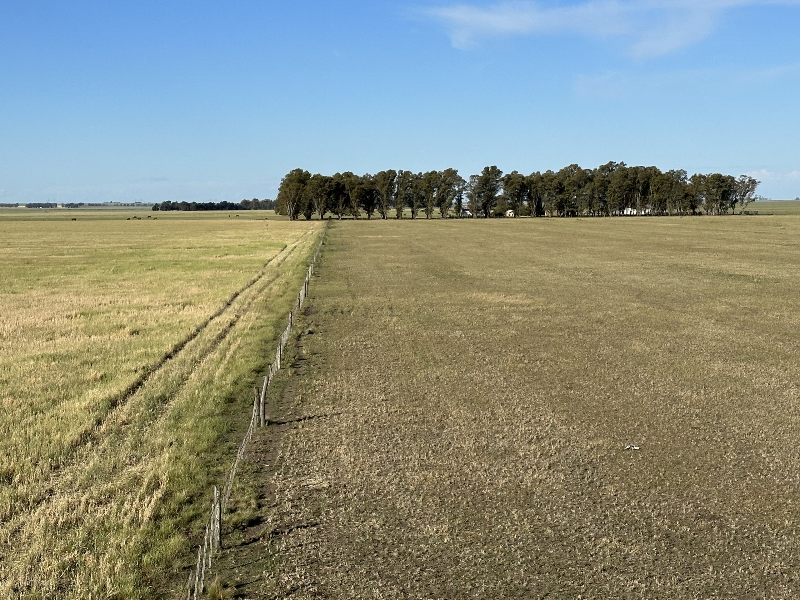 322 hectáreas en Tres Arroyos, campo mixto (59)