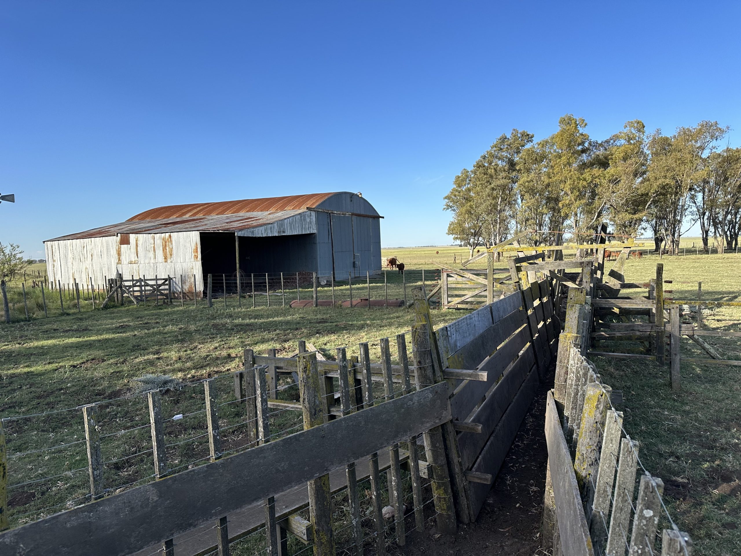 322 hectáreas en Tres Arroyos, campo mixto (85)