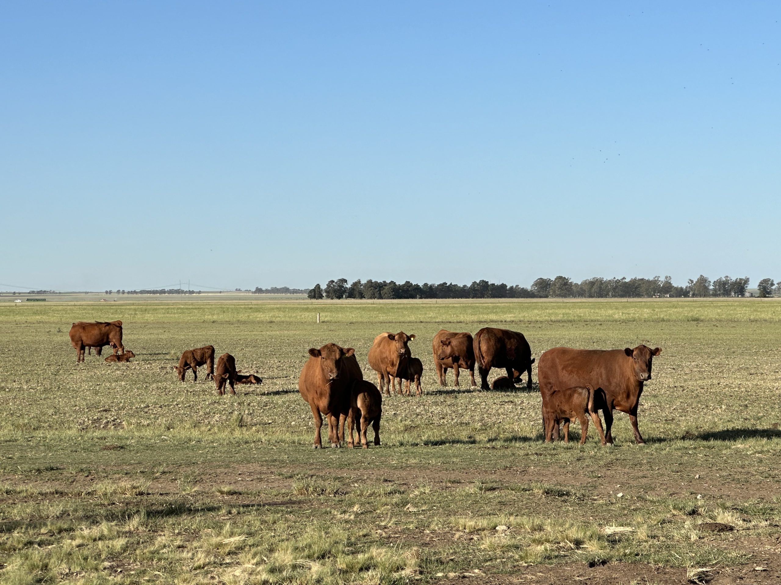 322 hectáreas en Tres Arroyos, campo mixto (95)