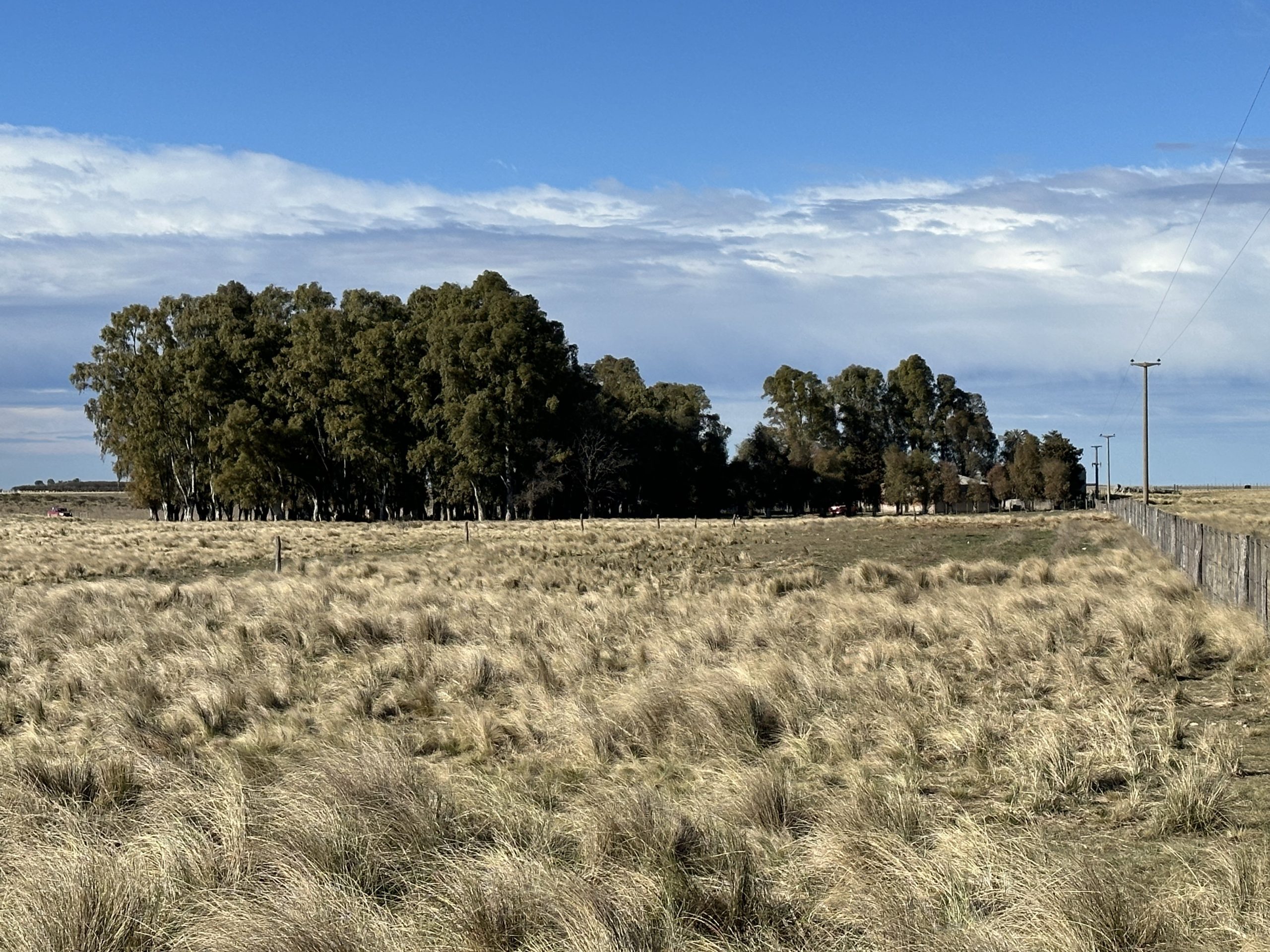 CAMPO EN VENTA DE 373 HECTAREAS EN PUAN (13)