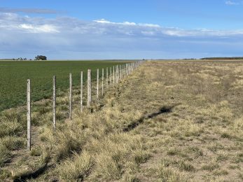 CAMPO EN VENTA DE 373 HECTAREAS EN PUAN