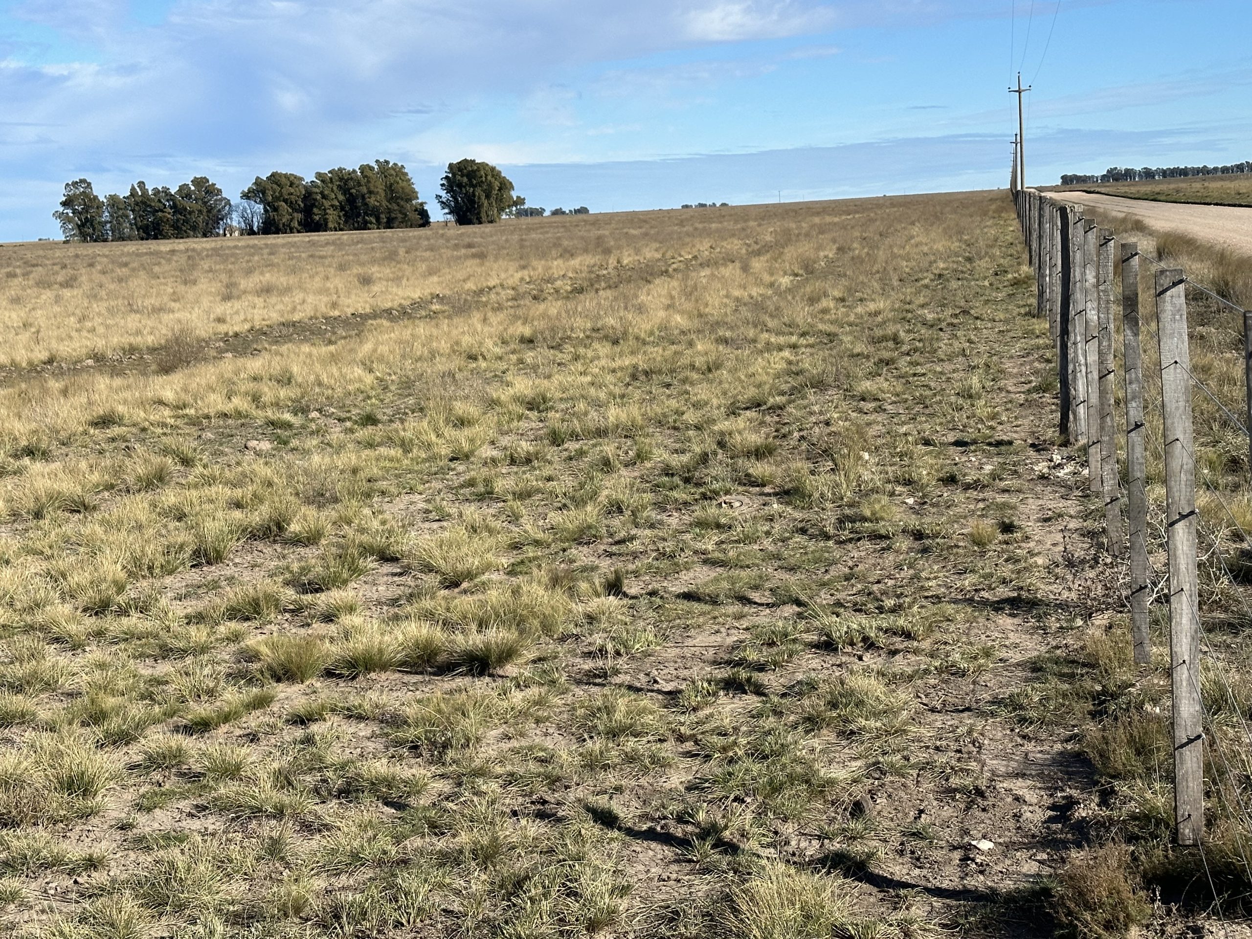 CAMPO EN VENTA DE 373 HECTAREAS EN PUAN (6)