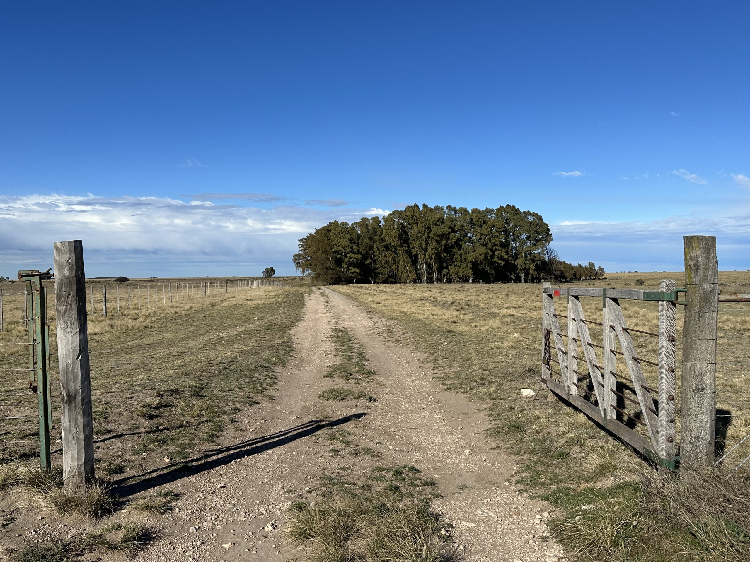 CAMPO EN VENTA DE 373 HECTAREAS EN PUAN (8)