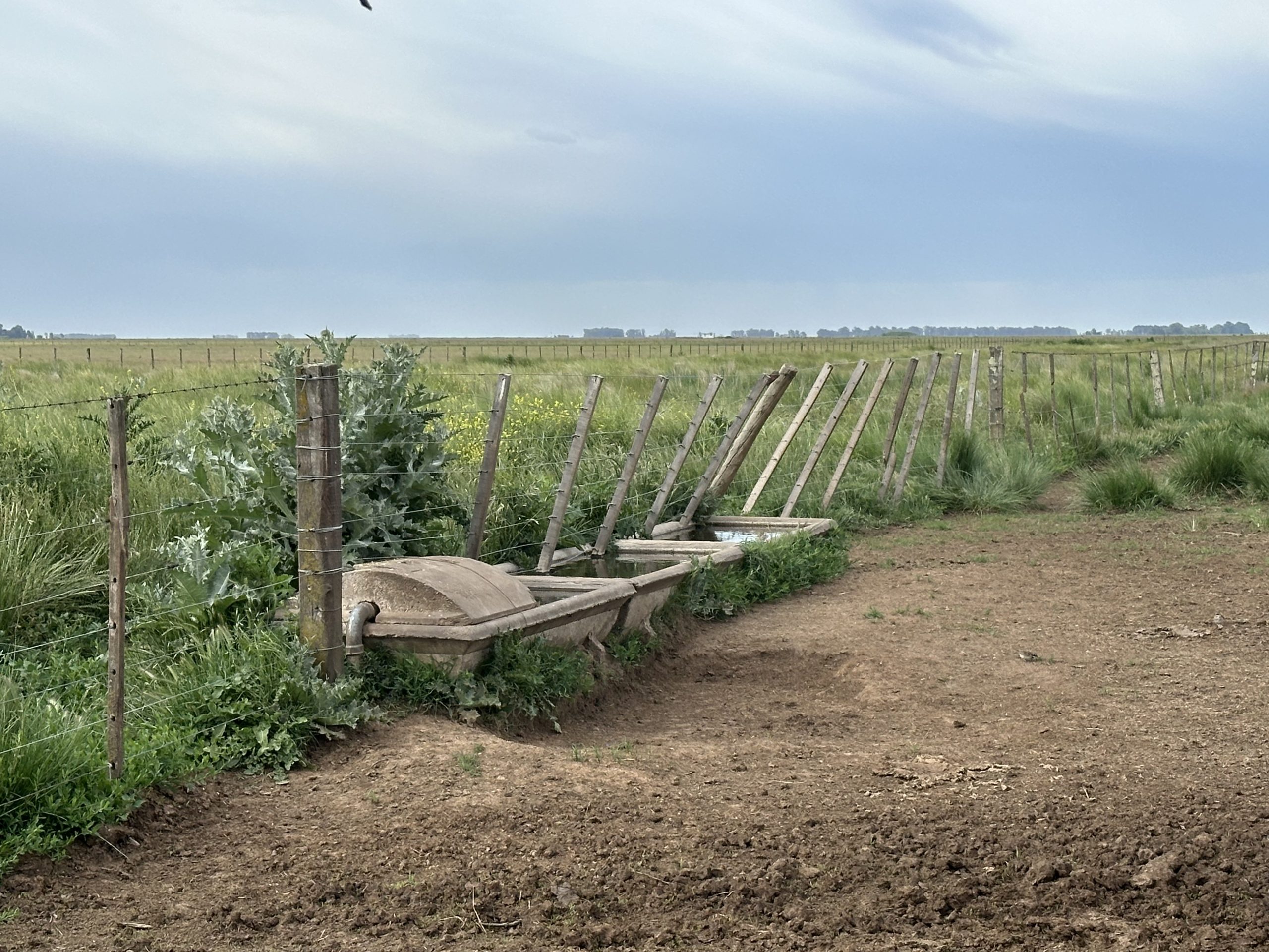 CAMPO EN VENTA EN KRABBE, CORONEL PRINGLES MIXTO (30)