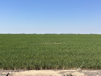 Campo agrícola en venta en Cordoba (88)