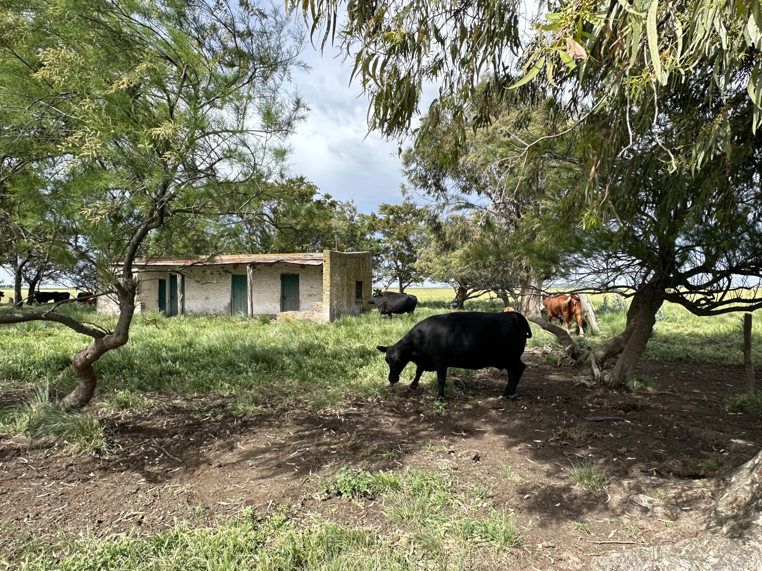 Campo ganadero en venta en Krabbe, Coronel Pringles