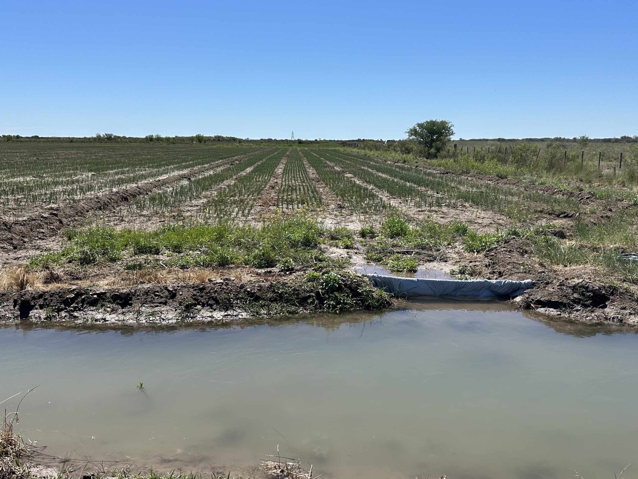 Campo mixto en Juan A